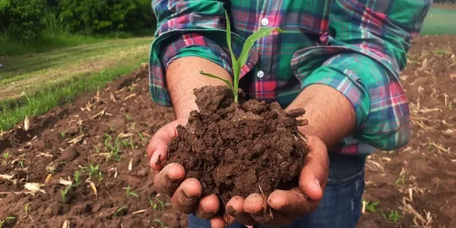 Illustrative image of Organic soil management in Hull